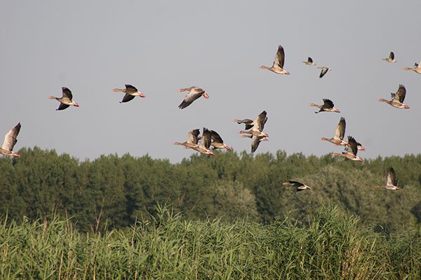 Hortobágy National Park, Lake Tisza Bird Reserve