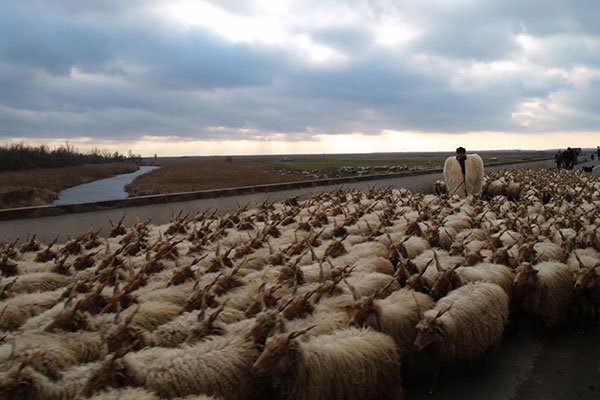 Shepherds 'Festival